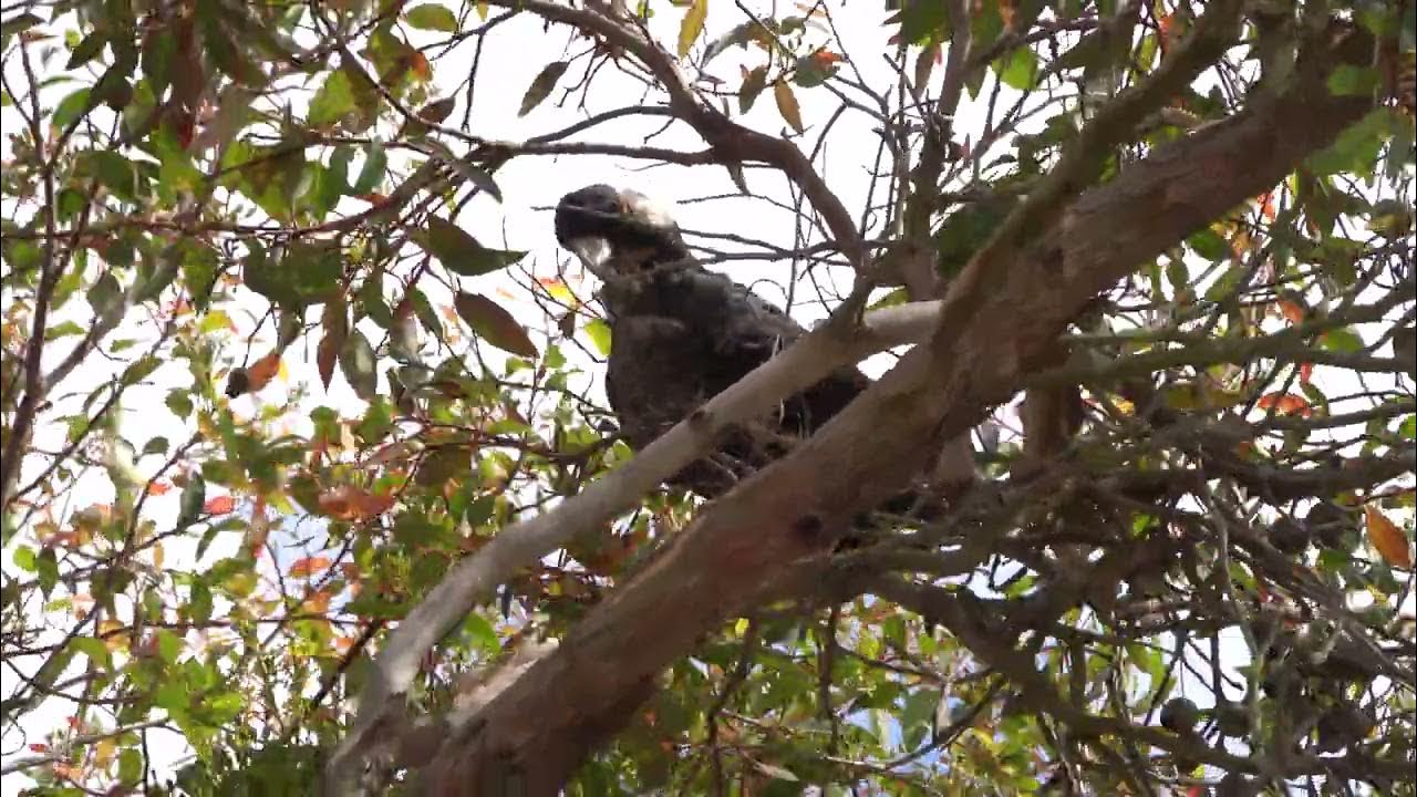 Baudin's Black Cockatoo YouTube