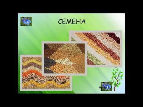 Семя