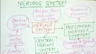 Nervous System 01 I Class 11 Biology I Human Physiology #Neet #neet2024