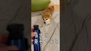 新しい首輪を見た柴犬は【教えてください！】豆柴アオと柴犬委員会 Shiba Inu Lovers　mameshiba AO & shiba inu committee #Shorts