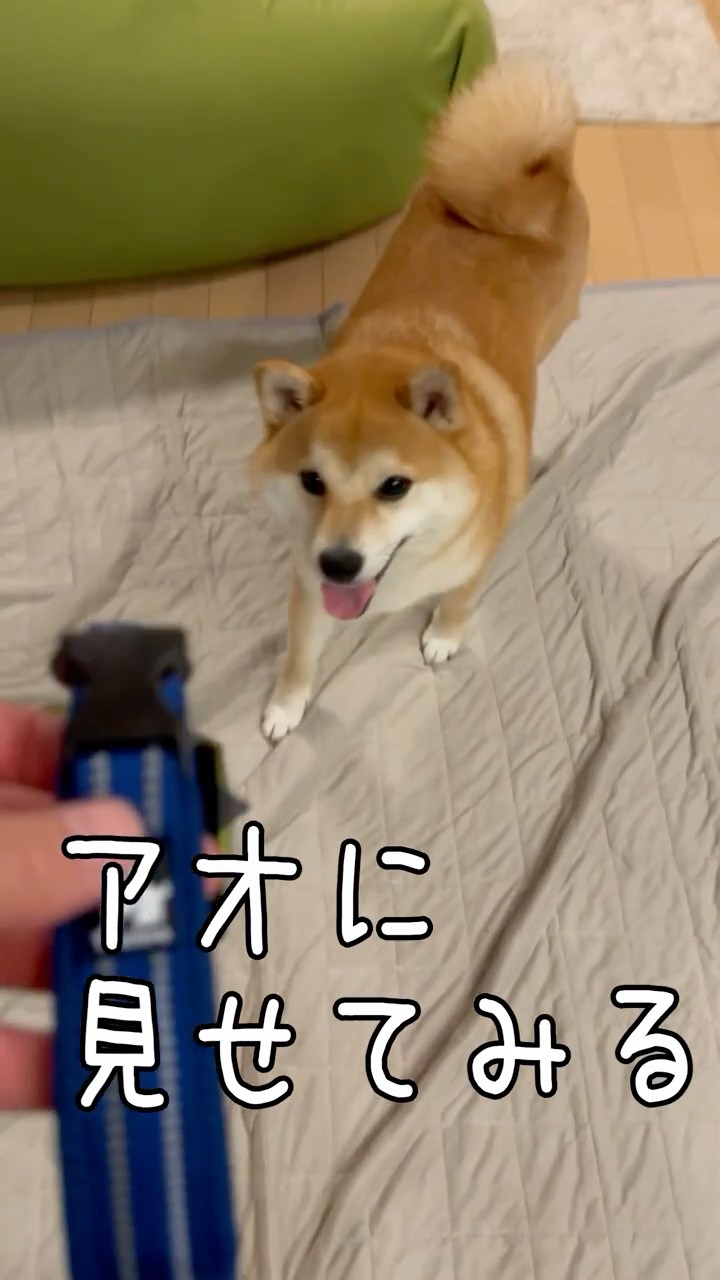 Shiba Inu Sees Its New Collar [Help Me!] Mameshiba AO & Shiba Inu