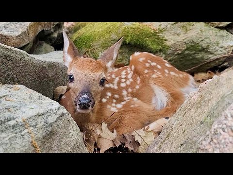 Baby Deer And Mother Come Back To My Place After One Month