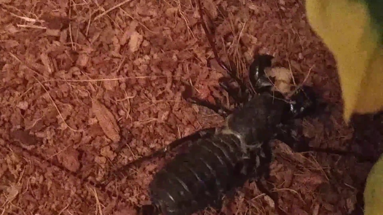 Mastigoproctus giganteus (vinegaroon) eating a cricket YouTube