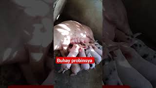 buhay probinsya #probinsya #shorts #shortsvideo #buhayprobinsya #alagangbaboy