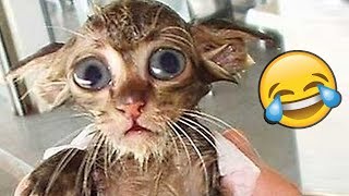Я РЖАЛ ПОЛ ЧАСА | Приколы с Животными 2019 | Смешные Коты и Собаки Я РЖАЛ ПОЛ ЧАСА | Приколы с Животными 2019 | Смешные Коты и Собаки