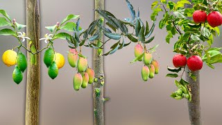 Best Way How To Grow Lemon, Mango, And Apple Trees Fast From Grafting