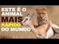 ESTE É O ANIMAL MAIS RÁPIDO DO MUNDO