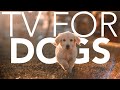 TV FOR DOGS! 🐶 📺 Entertainment to Relax Your Dog! + Calming Music!