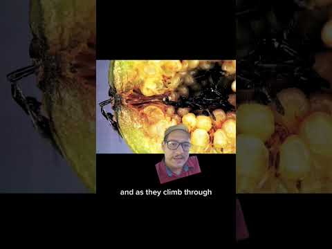 The fig wasp