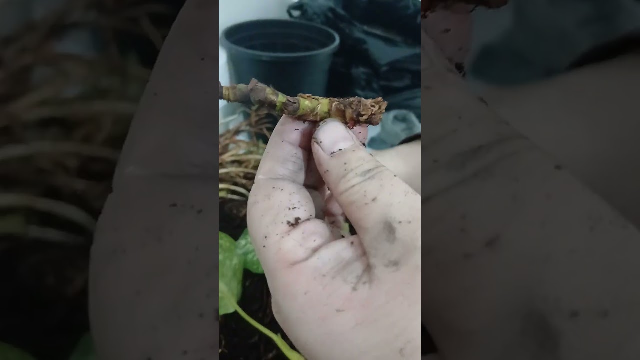 Aglonema gulimdagi chirishni dovolash . Qayta ekish.