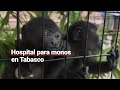 Instalan hospital para MONOS saraguatos que sufren por el golpe de CALOR en Tabasco