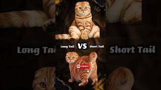 THE TRUTH ABOUT CAT TAILS!#catfacts #cats #short #cat #catvideos #cat #cattails  #catshorts