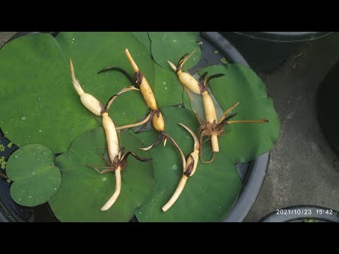 ভিডিও: কীভাবে একটি কন্দ থেকে বেগোনিয়া জন্মানো যায় এবং শুধু নয়