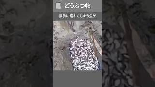 水路を作っただけで魚が勝手に集まってくる理由