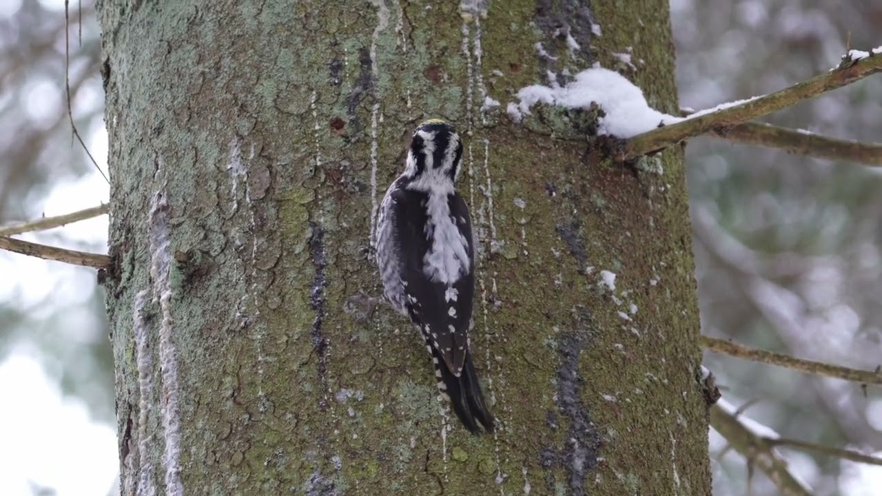 Tripirštis genys - Eurasian Three-toed Woodpecker - Picoides tridactylus