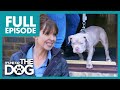 Needy bulldog puppy needs lots of attention  full episode  its me or the dog