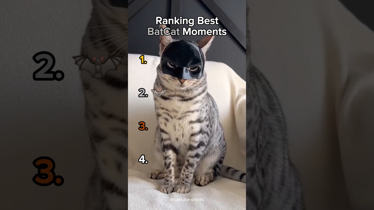 Ranking Best BatCat Moments🦇