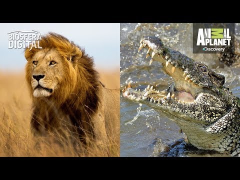 Video: ¿Por qué a los animales de sangre fría les gusta el calor?