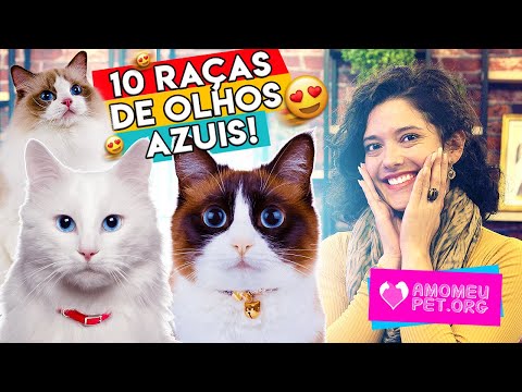 Vídeo: Gato Branco Com Olhos Azuis: Raças Populares, Cuidados, Fotos