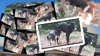 Dog Mating Masti Video