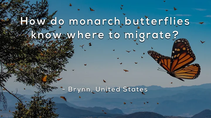 How do monarch butterflies know where to migrate?