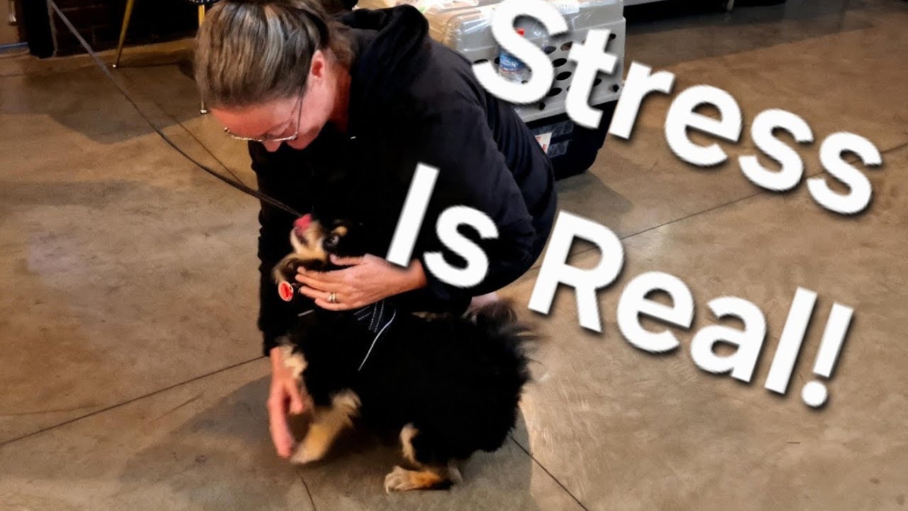 ⁣We Almost Couldn't Get Our Dog Back To The USA... ⚓️ Ep. 110