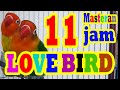 11 Jam Melatih Lovebird Ngekek Panjang (Suara Jernih)