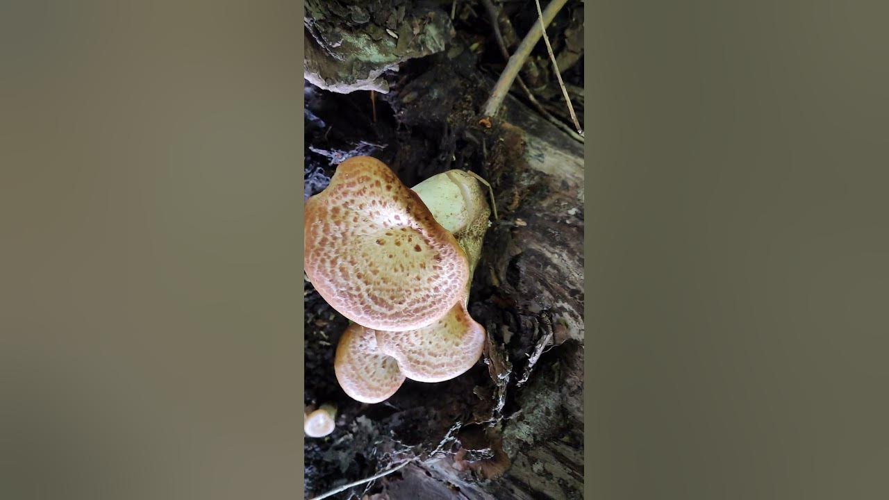 Знайомтеся - Трутовик лускатий 😋🍄 - YouTube