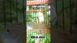 Download Lagu CUCAK JENGGOT ISIAN LOVEBIRD SUPER NGEKEK❗️❗️ #cucakjenggot MP3