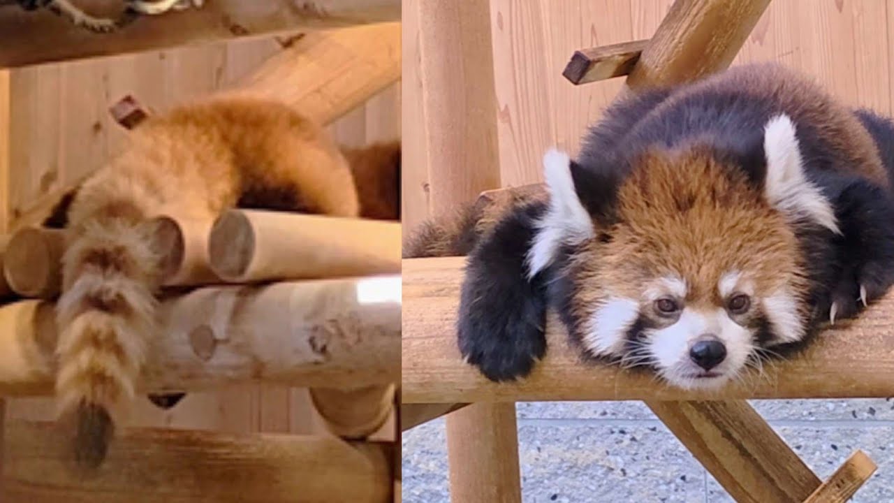 頭を向けて寝るレッサーパンダの まつばとお尻を向けて寝るモッチー