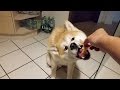 AKITA INU - Eating Raw Meat | 秋田犬