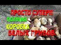 ПРОСТО СУПЕР!!! Полная коробка белых грибов.