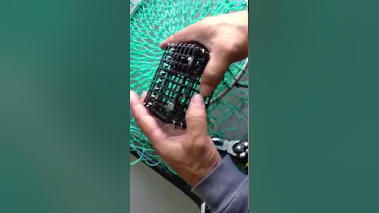 how to use Crab Bait box for crab ring nets and crab pots YouTube