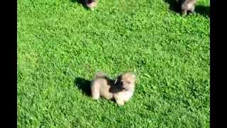 Dorkie Puppies For Sale