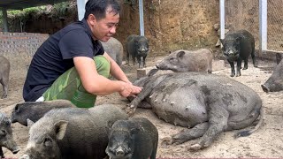 Three sows are about to give birth. I separate them to take better care of them