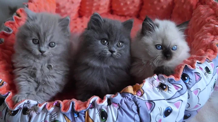 Video 4176501: longhair cat kittens, cat kitten funny