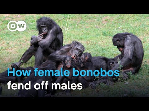 Putar Femenine - Bonobo