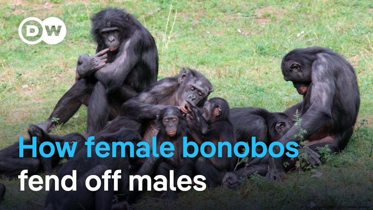 New study finds female bonobos join forces to fend off males