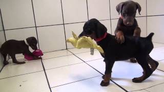 European Doberman Puppies CZ litter by familydobes 2,051 views 8 years ago 6 minutes, 22 seconds