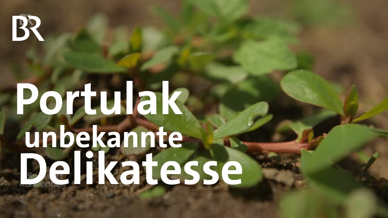 Portulak: Alles andere als Unkraut | Rezepte | Zwischen Spessart und Karwendel | BR