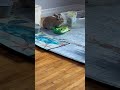 Bunnies know what they want! #viralrabbit #mybunny #rabbitsofyoutube #bunniesworldwide #lettuce