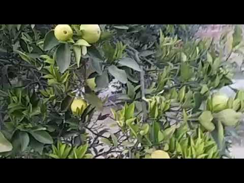 Amazing sweet orange tree - YouTube