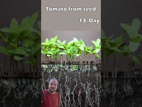 فيديو: حول الطماطم الصفراء الكمثرى: تعرف على زراعة نباتات الطماطم الصفراء الكمثرى