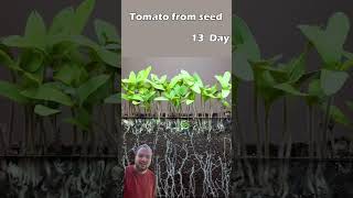 زراعة بذور الطماطم