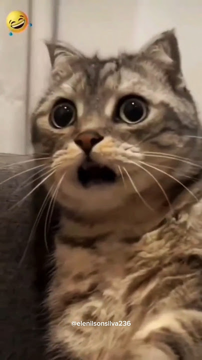 olha isso gente #comedia #humor #memes #cat #funny
