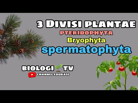 Video: Perbedaan Antara Bryophytes Pteridophytes Dan Gymnospermae