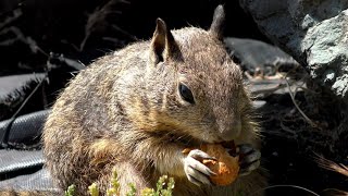 Happy Ground Squirrel Gets an Almond