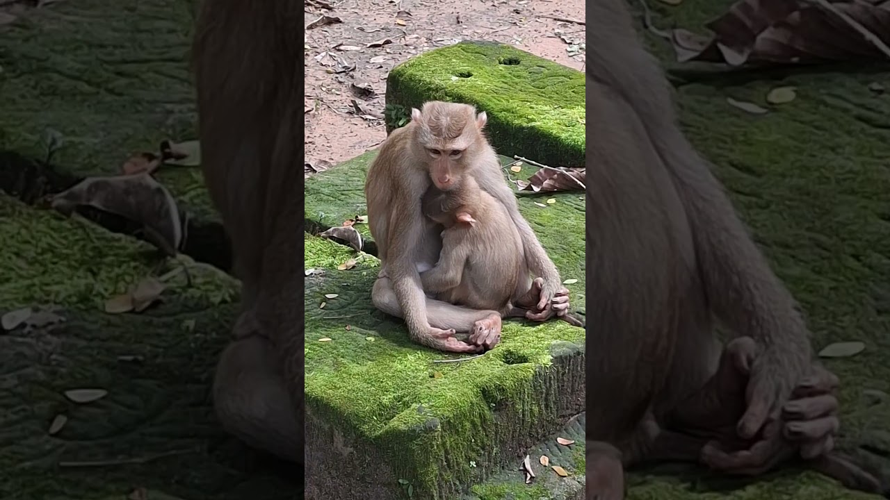 General Monkey & Animal Hashtags