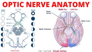 Optic Nerve Anatomy | Cranial Nerve 2 Anatomy | Clinicals of CN 2
