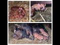 Norma’s piglets